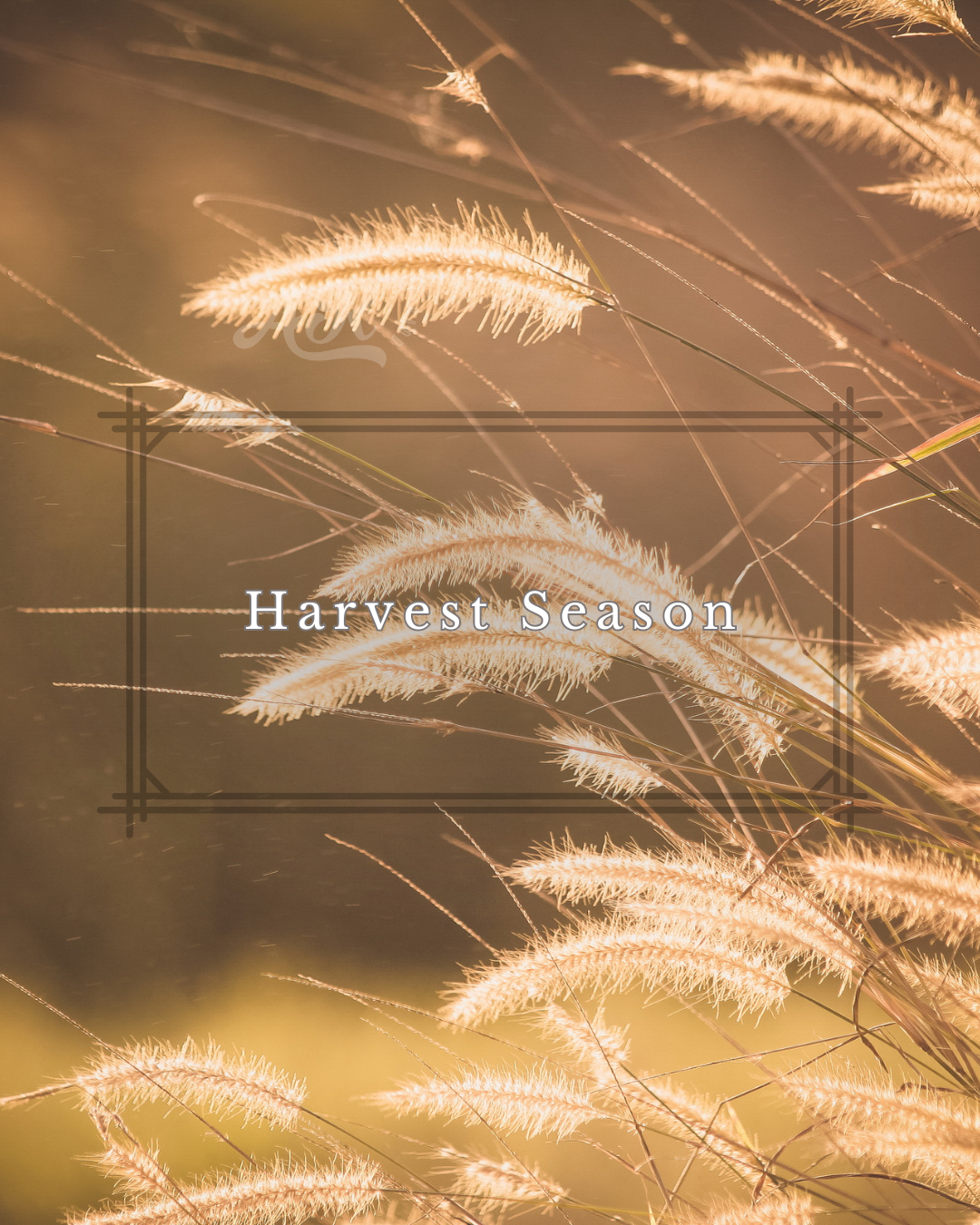 Harvest Season